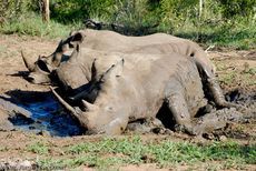 Breitmaulnashorn (13 von 28).jpg